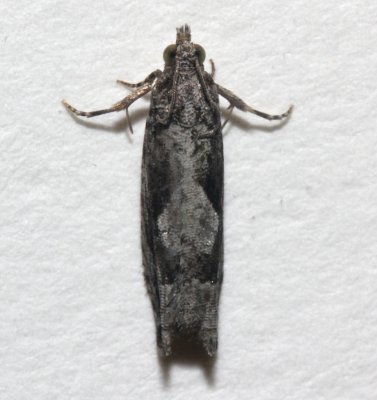 Hickory Leafroller dorsal