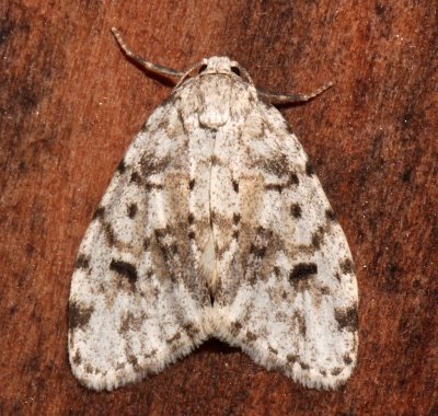 8098, Clemensia albata, Little White Lichen Moth