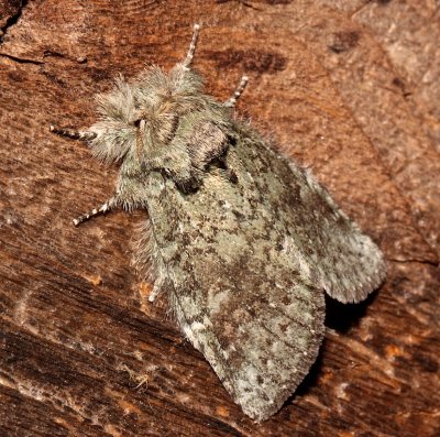 7994, Heterocampa gutttivitta, Saddled Prominent