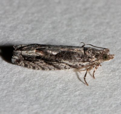 3246, Pseudexentera cressoniana, Hickory Leafroller