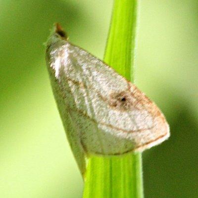 8404, Spotted Grass Moth