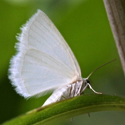 6667, Lomographa vestiliana, White Spring Moth