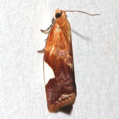 White-triangle Clepsis
