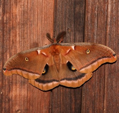 7757, Antheraea ployphemus, Polyphemus Moth