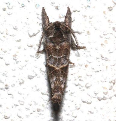 7898, Striped Chocolate-tip Prominent dorsal