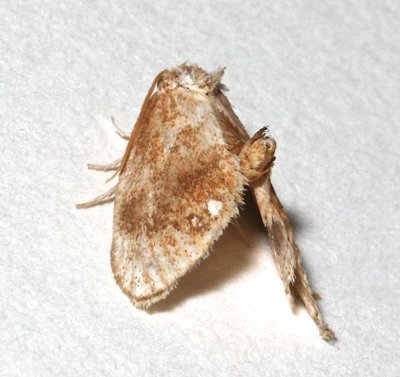 4659, Packardia germinate, Jeweled Tailed Slug Moth