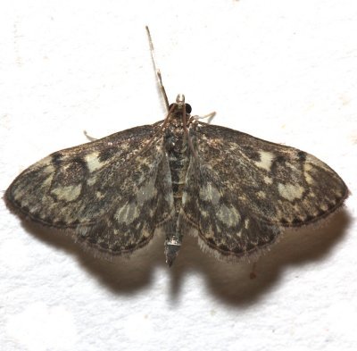 4953, Crowned Pylyctaenia