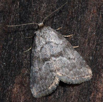 9038, Hyperstrotia villificans, White-lined Graylet