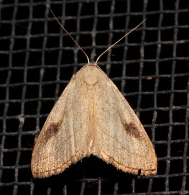 8404,  Rivula propinqualis, Spotted Grass Moth