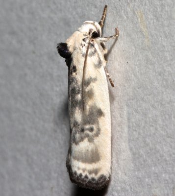 1011, Aantaeotricha schlaegeri, Schlaeger's Fruitworm Moth