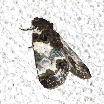 9062, Cerma cerintha, Tufted Bird-dropping Moth  