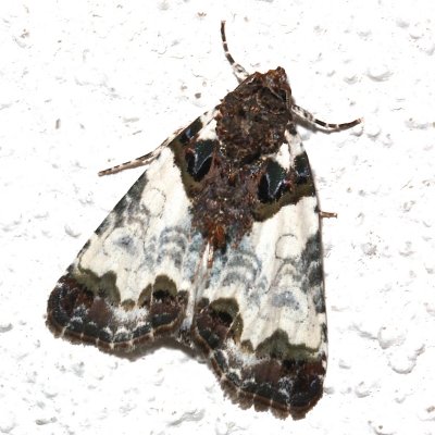 9062, Tufted Bird Dropping moth