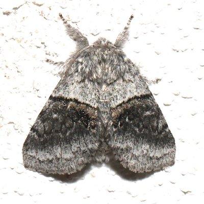  7931, Common Gluphisia