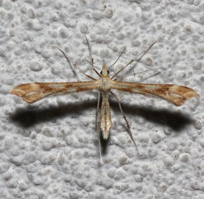 6107, Gillmeria pallidactyla, Yarrow Plume Moth