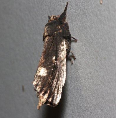 8005, Schizura ipomoeae, Morning Glory Prominent