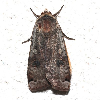 11003.1, Noctua pronuba