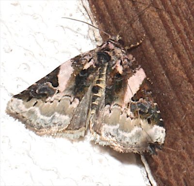 9053, P. carneolla, Pink-barred Lithacodia