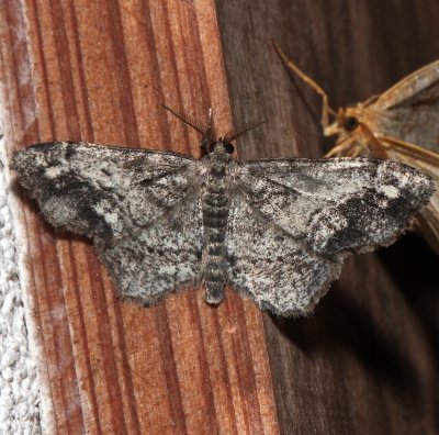 6656, Hypagyrtis  piniata, Pine Measuringworm Moth