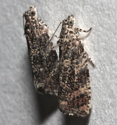 2837, Olethreutes astrologans, Astronomer Moth