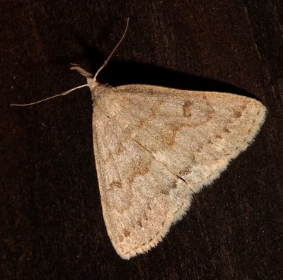 8356, Chytolita petrealis,  Stone-winged Owlet