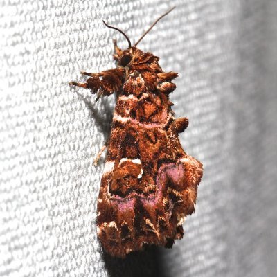 9631, Pink-shaded Fern Moth
