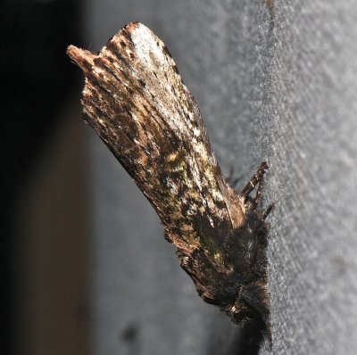 8005, Schizura ipomoeae, Morning Glory Prominent