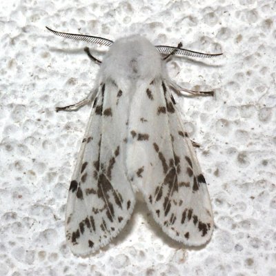 8136, Dubious Tiger Moth
