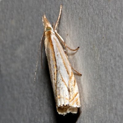5363, Crambus saltuellus, Pasture Grass-veneer Moth