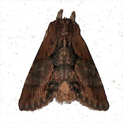 7958, Gray-patched Prominent