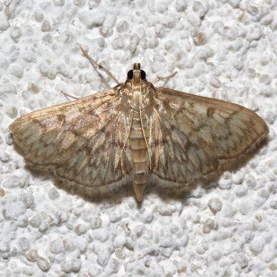 5275, Herpetogramma pertextalis, Bold-feathered Grass Moth
