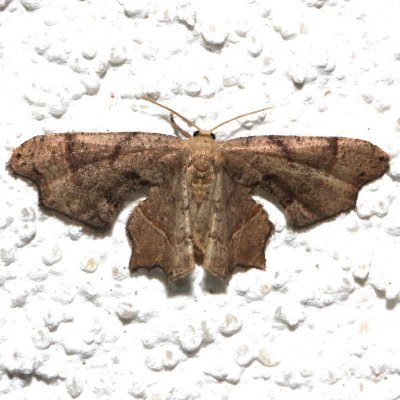 7653, Calledapteryx dryopterata, Brown Scoopwing