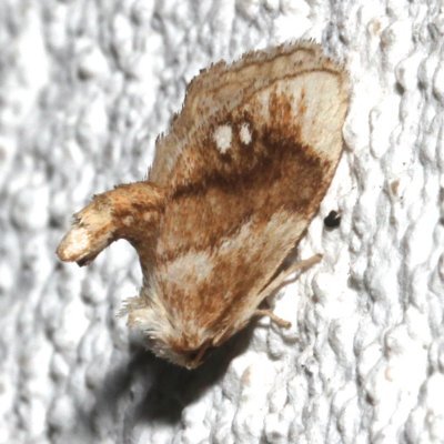 4659, Jewelled Tailed Slug Moth