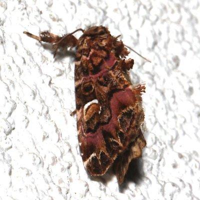 9631, Pink -Shaded Fern Moth