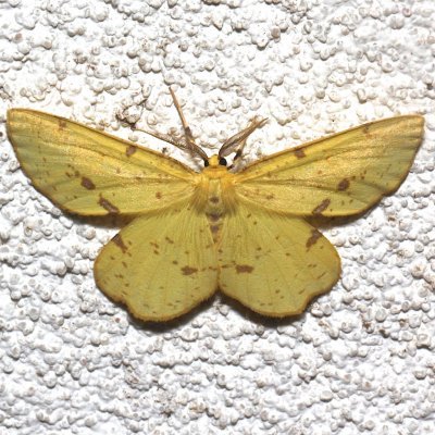 6743, Crocus Geometer