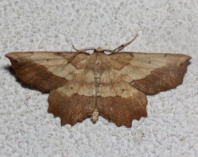 6725, Euchlaena muzaria