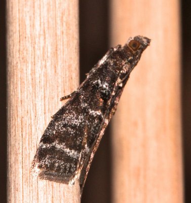 5783,  Ortholepis pasadamia, Striped Birch Pyralid