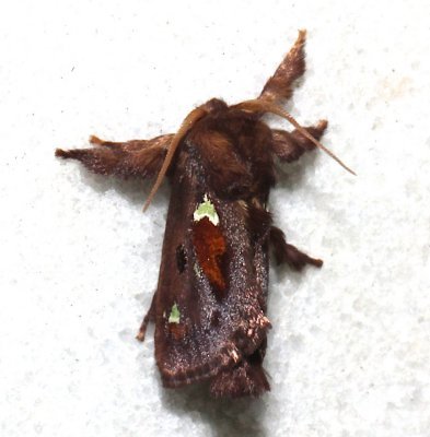 4697, Spiny Oak-slug Moth