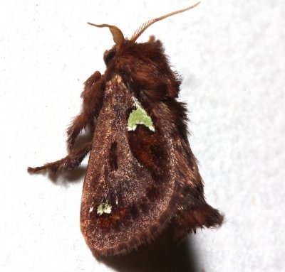 4697, Spiny Oak-slug Moth