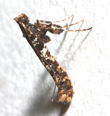 0637, Caloptilia serotinella