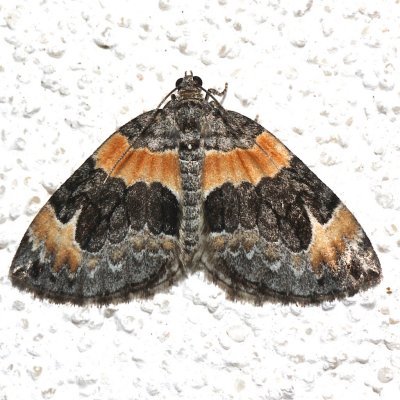 7189 ,  Dysstroma hetsiliata, Orange-barred Carpet