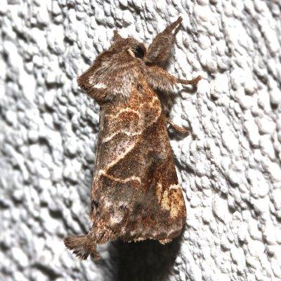 7898, Striped Chocolate-tipped Prominent