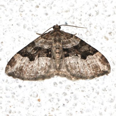7390,  Toothed Brown Carpet