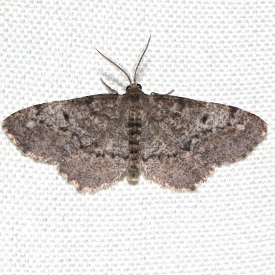 6654, Hypagyrtis unipunctata, One-spotted Variant