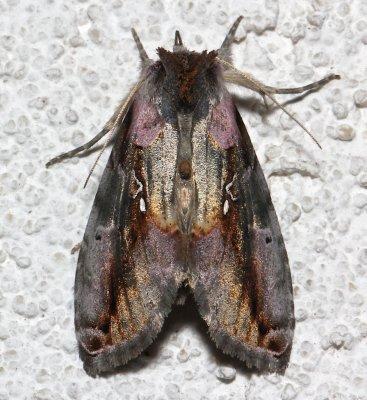 8905, Eosphoropteryx thyatyroides, Pink-patched Looper