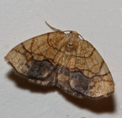 7010, Nematocampa resistaria, Horned Spanworm Moth