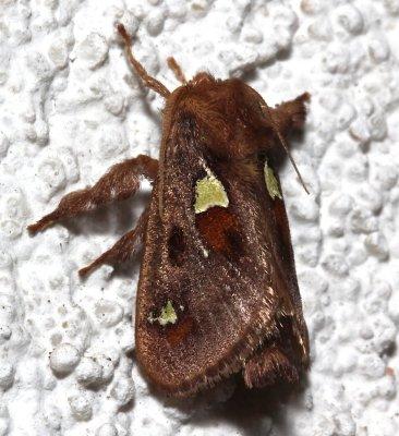 4697, Spiny Oak-Slug Moth