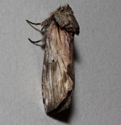 8012, Oligocentria semirufescens, Red-washed Promnent
