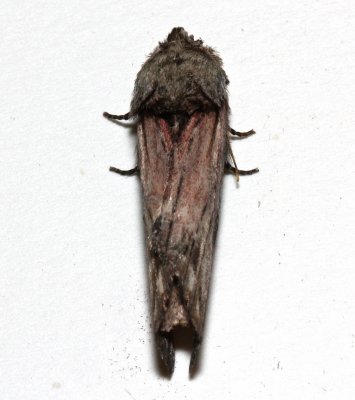 8012, Red-washed Prominent dorsal