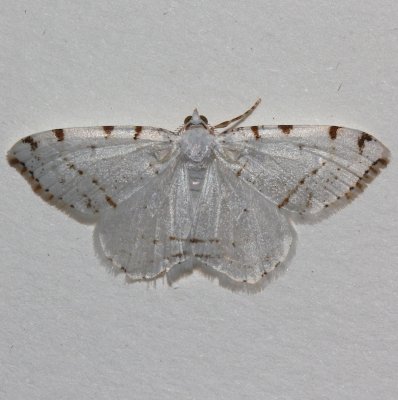 6273, Speranza pustularia, Lesser Maple Spanworm