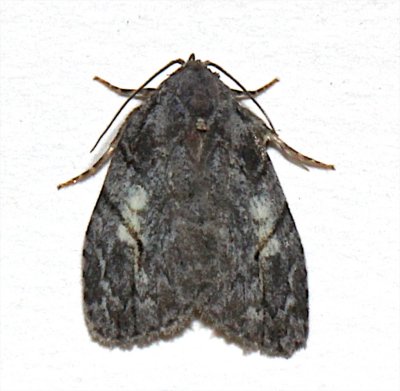 9664, Balsa labecula, White-blotched Balsa